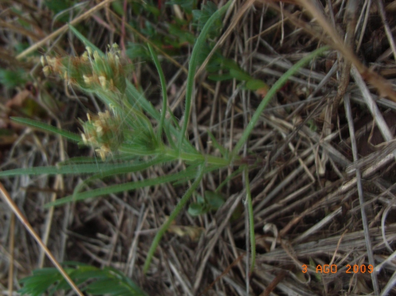 Plantago afra / Piantaggine pulicaria